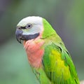 Red-breasted Parakeet