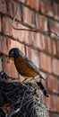 Red Breasted Robin feeding her babies in a nest Royalty Free Stock Photo