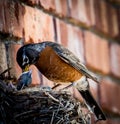 Red Breasted Robin feeding her babies in a nest Royalty Free Stock Photo