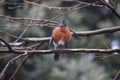 Robin Bird at Springtime After Rain