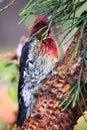 Red Breasted Sapsucker Woodpecker 13