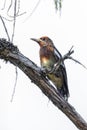 Red-breasted sapsucker bird