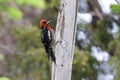 Red-breasted sapsucker bird Royalty Free Stock Photo