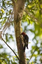 Red-breasted sapsucker