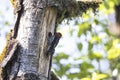 Red breasted sapsucker