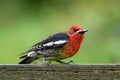 Red breasted Sapsucker standing on a fence rail Royalty Free Stock Photo