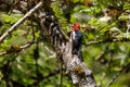 Red breasted sapsucker