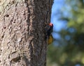 Red-breasted Sapsucker working in a tree