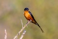 Red breasted Swallow on stick