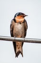 Red-Breasted Swallow