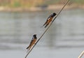 Red-breasted swallows perched on a rope of boat