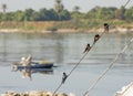 Red-breasted swallows perched on a rope of boat