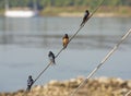 Red-breasted swallows perched on a rope of boat