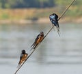 Red-breasted swallows perched on a rope of boat