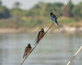 Red-breasted swallows perched on a rope of boat