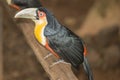 Red-breasted Toucan