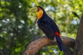 Red-breasted toucan or Green-billed toucan