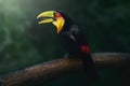 Red-breasted toucan or Green-billed toucan