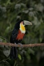 Red-breasted toucan, Ramphastos dicolorus