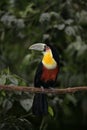 Red-breasted toucan, Ramphastos dicolorus