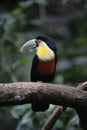 Red-breasted toucan, Ramphastos dicolorus