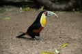 Red-breasted toucan, Ramphastos dicolorus