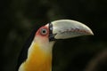 Red-breasted toucan, Ramphastos dicolorus