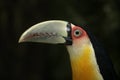 Red-breasted toucan, Ramphastos dicolorus