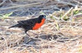 Red-breated Meadowlark Leistes militaris Royalty Free Stock Photo