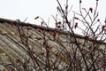 Red briar on the background of old slate. Royalty Free Stock Photo