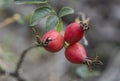 Red briar berries on a branch cluseup Royalty Free Stock Photo