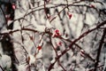 Red briar berry in snow Royalty Free Stock Photo