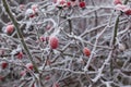 Red briar berry in snow, winter background Royalty Free Stock Photo