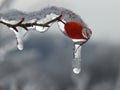 Red briar under ice.