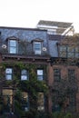 Red brick apartment building wall of brownstone covered by green ivy in Brooklyn, NY Royalty Free Stock Photo