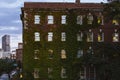 Red brick apartment building wall covered by green ivy in Boston Royalty Free Stock Photo