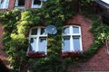 Red brick building overgrown with green creeper plant and beautiful flowers under windows Royalty Free Stock Photo