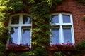 Red brick building overgrown with green creeper plant and beautiful flowers under windows Royalty Free Stock Photo