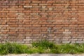 Red brick clay wall with green grass and white flowers on a sunny summer day. Old wall texture Royalty Free Stock Photo