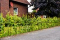 Red brick house with a young small green hedge next to it in Germany Royalty Free Stock Photo