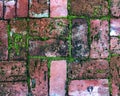 Red brick pavers with green moss Royalty Free Stock Photo