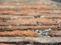 Red brick road close up blur background in Genova,Italy Royalty Free Stock Photo