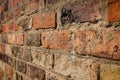 Red Brick Wall from Angle Royalty Free Stock Photo