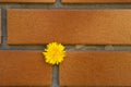 Red brick wall background close up view. Yellow dandelion sprouted among the bricks