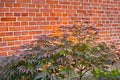 Red brick wall background with flowers. Bush climbing flower on a brick wall background, artificial flowers dcor Royalty Free Stock Photo