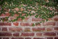 Old red brick wall with ivy plants, retro background. Royalty Free Stock Photo