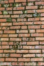 Red brick wall covered with green moss in places Royalty Free Stock Photo