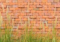 Red brick wall with front green grass Royalty Free Stock Photo