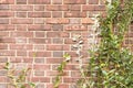 Red brick wall with green branches background texture Royalty Free Stock Photo