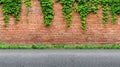 A red brick wall with green ivy growing on it, with a patch of green grass in front and a paved road in the foreground Royalty Free Stock Photo
